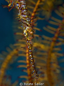 Ornate Ghost Pipefish , taken with canon G10 and UCL165 by Beate Seiler 